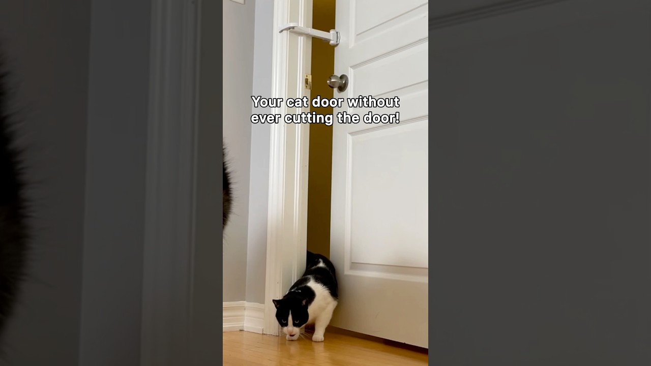 Keep your dog’s nose out of the litter box with DOORWING!