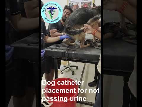 Watch How We Save This Dog From Urine Retention Shock!