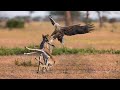 Surprise From Wild Nature - Eagle Attack Cheetah