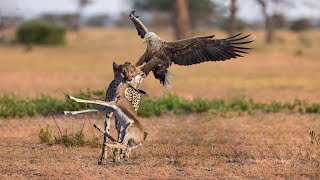 Surprise From Wild Nature - Eagle Attack Cheetah