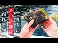 【餌】難しい付け方不要!チョン掛けで簡単にカワハギが釣れるマイボートフィッシング。