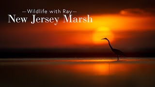 Wildlife with Ray - New Jersey Marsh