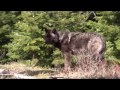 OR-4 Oregon Wolf - Central Oregon Daily Report - Part 1