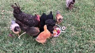 Cuckoo Marans Crane 5 week old chicks.