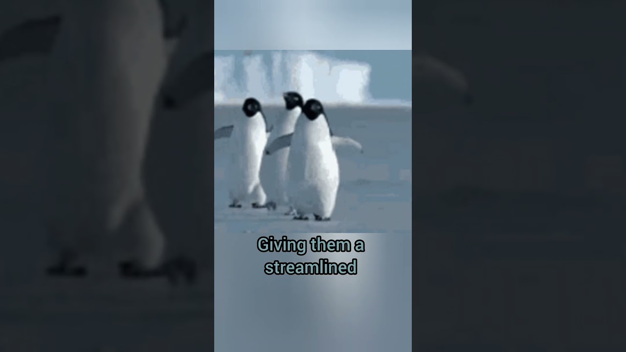 Penguins never skip leg day 