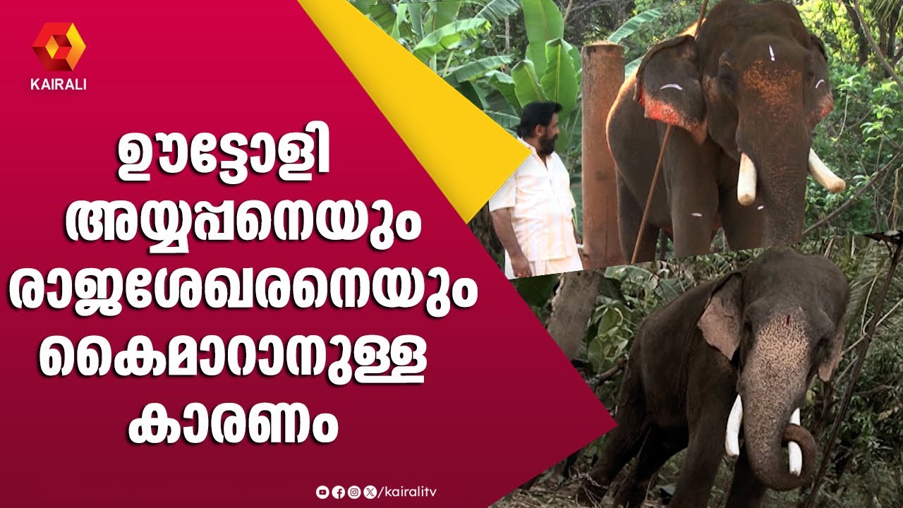 ഉയരത്തിൽ രണ്ടാമനായ ഊട്ടോളി രാജശേഖരൻ | ഊട്ടോളി രാജശേഖരൻ | ഊട്ടോളി അയ്യപ്പൻ | ഗജലോകം  | E4Elephant