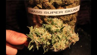Superskunk Potent All Round Buzz