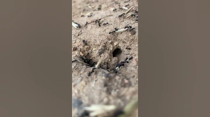 Video 9323991: hilarious cat funny pets, cat funny playful pets, petted enjoying