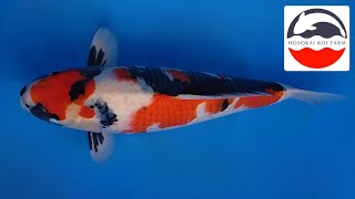 Showa - Hosokai Koi Farm - Nisai (geb. 2024) 61cm (w) R.S KOI CONSULTING PREMIUM SELECTION