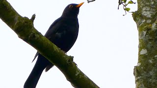 Merel (Blackbird)