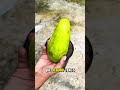 probé este abono natural pensando que no iba a pasar nada #abonoorganico #fertilizantenatural #plant