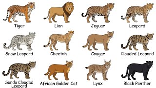 Every Big Cat Explained In 9 minutes  Every Big Cat Explained