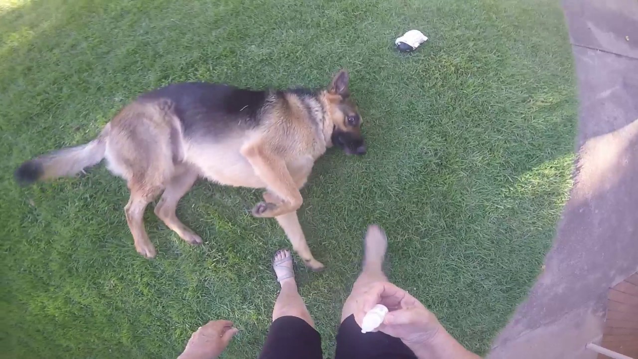 German Shepherd eye drops for Pannus YouTube