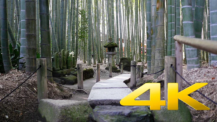 Kamakura Hokokuji Temple - Kanagawa - 报国寺 - 4K Ultra HD - 天天要闻