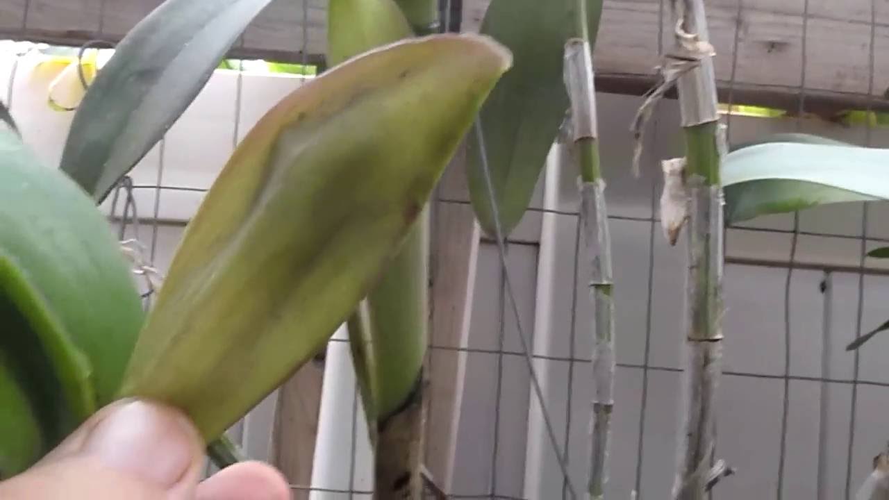 Orchid Buds and Sheaths 