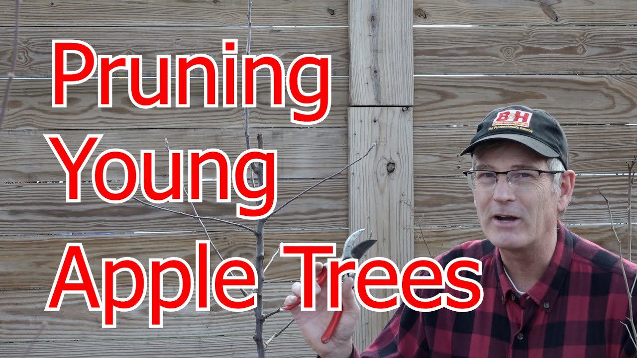 How To Prune Young Apple Trees YouTube How To Prune Young Apple Trees YouTube