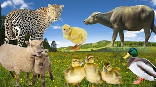 Familiar Animals sounds-Sheep,Duck,little chicken,Moo,Tiger and Other animals Sounds-Animal Moments by Animal Moments  219 views 2 months ago 6 minutes, 44 seconds