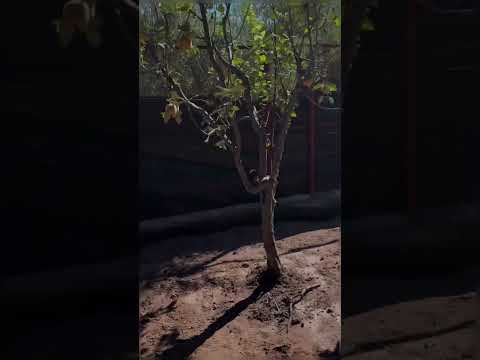 الكوري واجد دابا لاستقبال السلالة المختارة إن شاء الله Garden اكسبلور Nature ترند