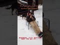Can you play a frozen musical instrument? Part 2 with answers. #music #frozen #winter #funnyanimals