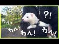 フェレット散歩中、犬に吠えられたので振り向いたら同士でした。- ferret lab #464