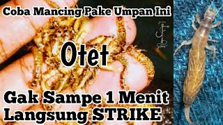 Otet,. rekomendasi umpan mancing terpopuler