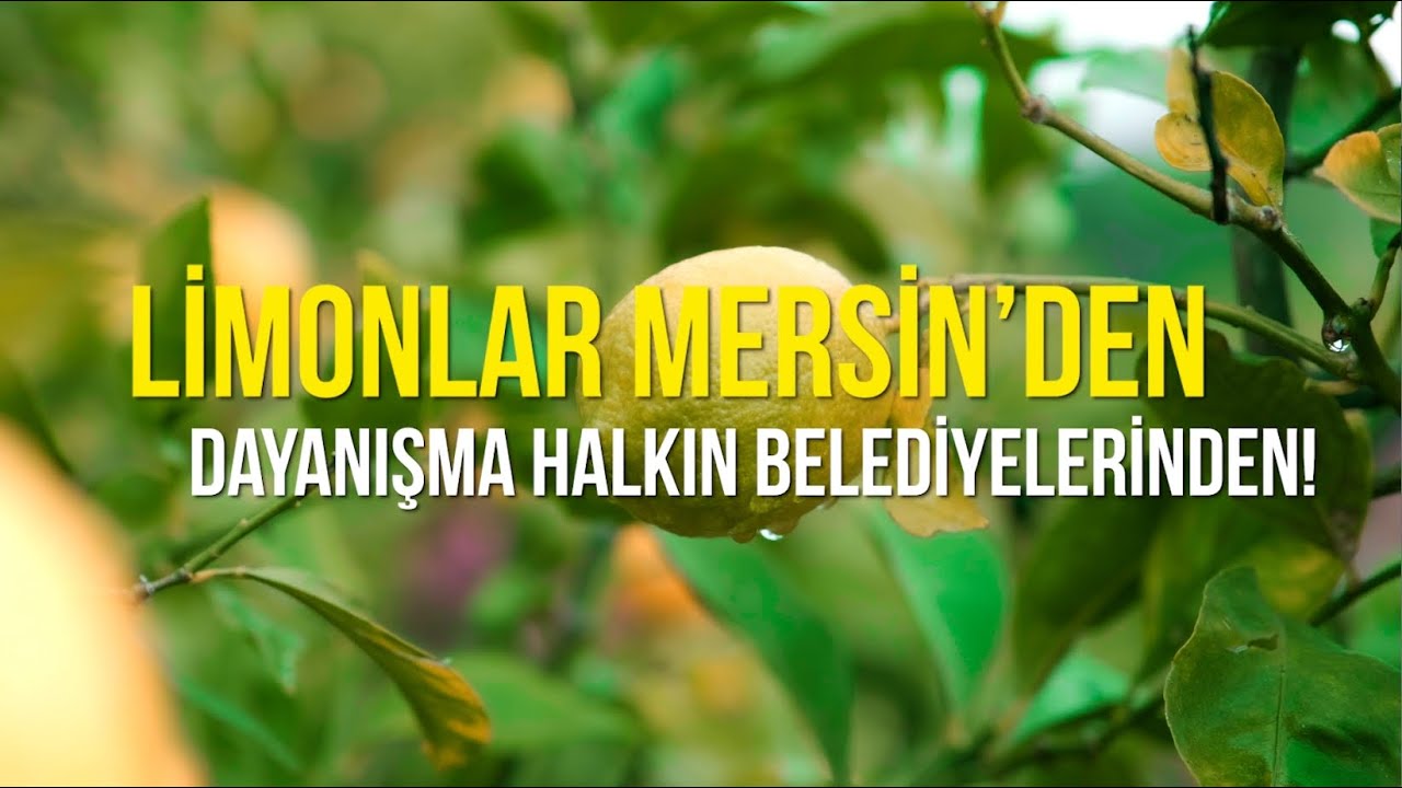 Limonlar Mersin’den, dayanışma halkın belediyelerinden!