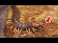 世界最大のムカデに好物のゴキブリを与えた結果・・・