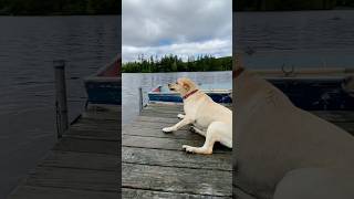 Labradorks unite!