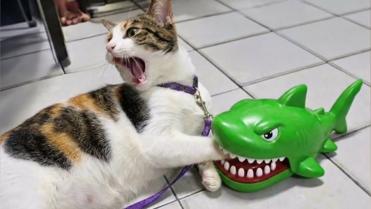 Try Not To Laugh 🍨 Funniest Cats & Dogs 😻 Funny Animals