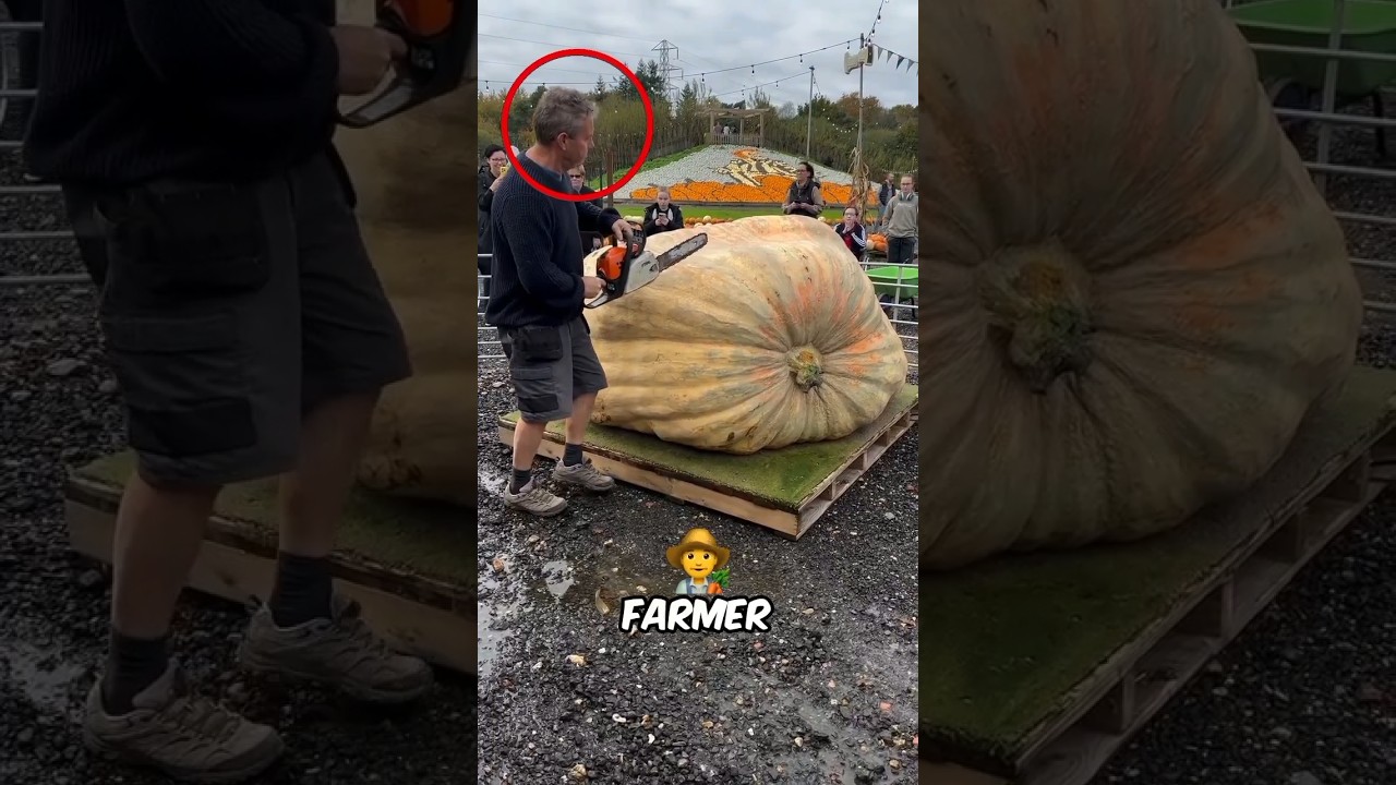 He Cut a GIANT Pumpkin With a Chainsaw🤯