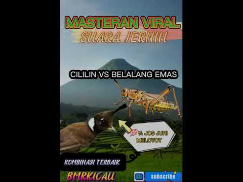 Masteran Cililin Nembak Panjang AK47 verSus Belalang Emas Vocal Jernih Tembakan jeda😍 Recommended