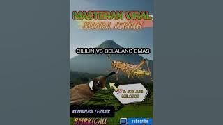 Masteran Cililin Nembak Panjang AK47 verSus Belalang Emas Vocal Jernih Tembakan jeda😍 Recommended
