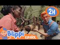 Zoológico de San Diego Parte | Blippi Español | Videos Educativos | TV infantil