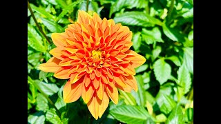 Gorgeous Dahlias at Flower Dome, Gardens by the Bay