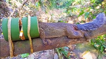 Bamboo Squirrel Trap Working
