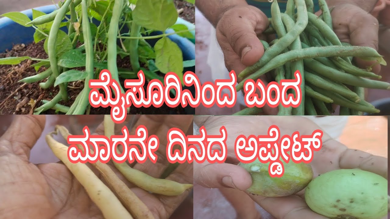 #ಊರಿಂದ_ಬಂದ_ನಂತರ_ಗಾರ್ಡನ್_ಅಪ್ಡಟ್//