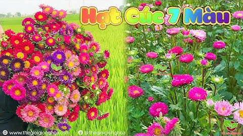Hạt Cúc 7 Màu - Cúc Đà Lạt Nhiều Màu - Cúc Nắp Ken