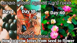 How to grow lotus from seeds #lotusseeds Lotus seed planting/Seed