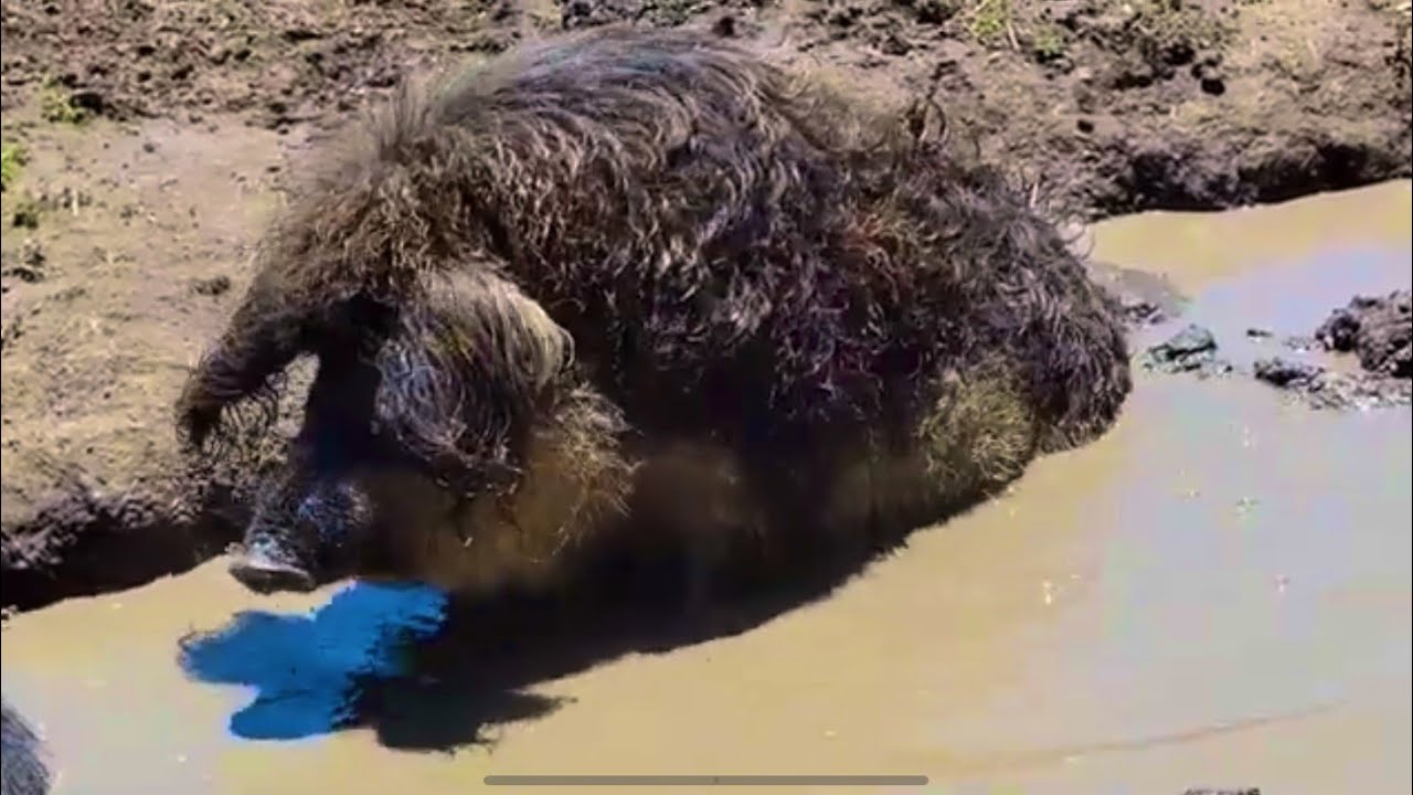 Deer Hollow Farm at Rancho San Antonio California