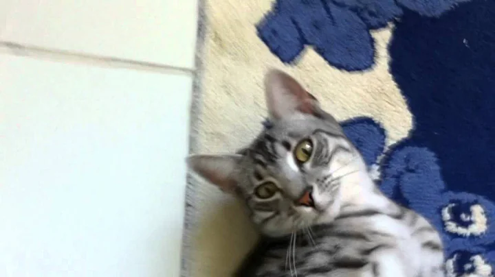 Watch the video about Love my Egyptian Mau