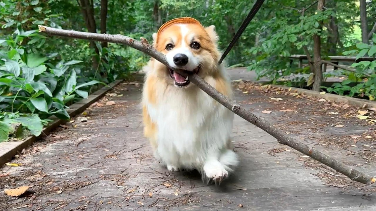 秋も毎日少しずつ「木の棒」を運び続けた結果…【一気見総集編】【9月】