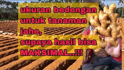 jahe part.8) ukuran bedengan untuk tanaman jahe, supaya hasil bisa maksimal..!!!