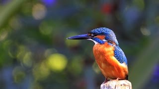 Common Kingfisher 翠鳥 カワセミ Youtube