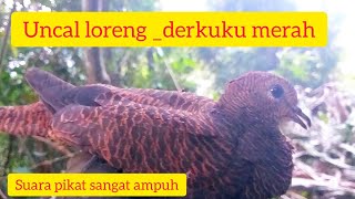 Suara burung uncal merah / burung uncal merah/uncal loreng gacor @dskicaumania6538