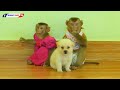 Funny Animals | Cutie Monkey KAKO & LUNA Playing With Baby Puppy Together