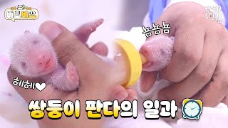 엄마 아이바오의 초유를 먹은 쌍둥이 아기판다 반응은?? | #바오바오 EP.1 사랑 가득❤ 초유를 먹어요🍼 | 에버랜드 판다월드 screenshot 5