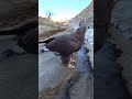 My cute eagle drinking the water