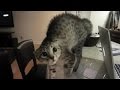 Best Scared Cats Compilation 2015 - FUNNY CATS