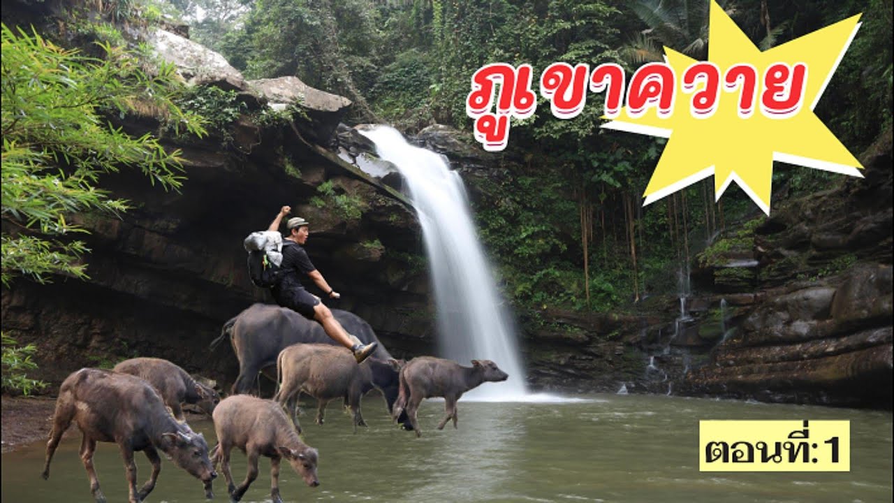 ภูเขาควาย