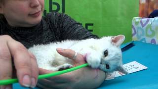 Выставка кошек в Сыктывкаре Выставка кошек в Сыктывкаре
